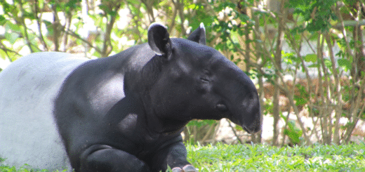 Tapir