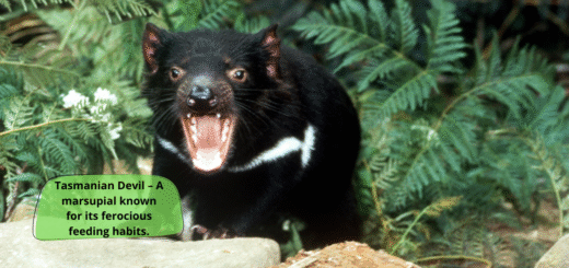 Tasmanian Devil