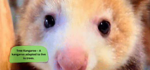 Tree Kangaroo