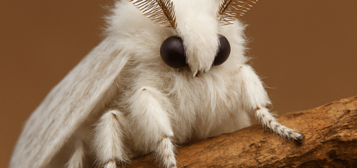 Venezuelan Poodle Moth