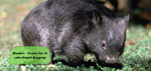 Wombat