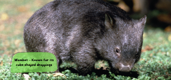 Wombat