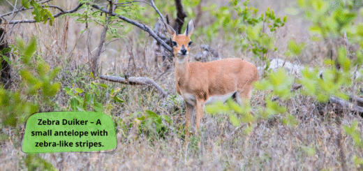 Zebra Duiker