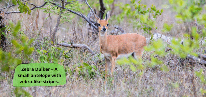 Zebra Duiker