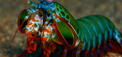 mantis shrimp