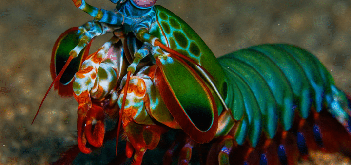 mantis shrimp