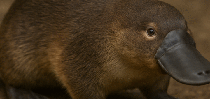 Platypus