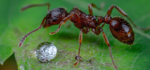 Ant