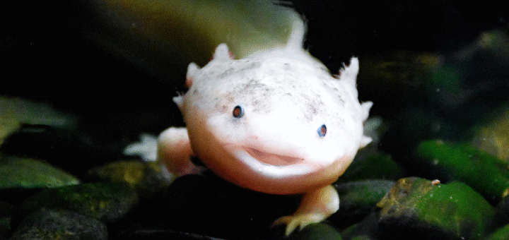 Axolotls