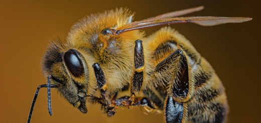 Bee