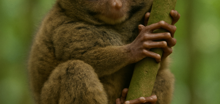 Philippine Tarsier