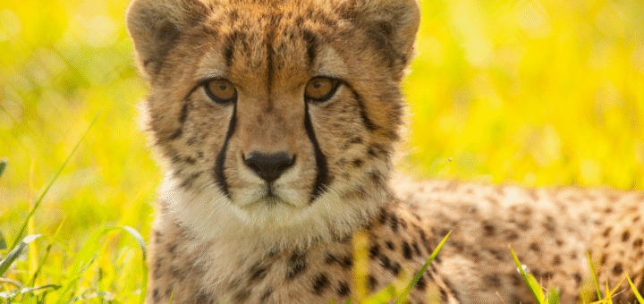 Cheetah