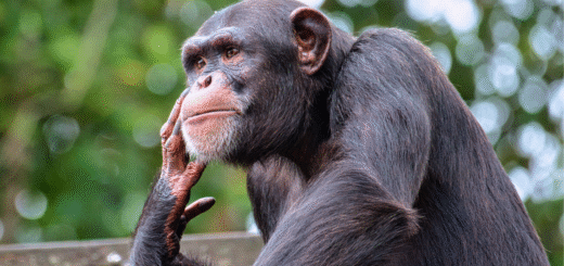Chimpanzees