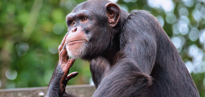 Chimpanzees