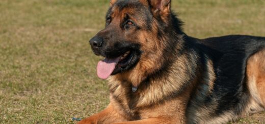 How to Introduce a New Dog to Your Home
