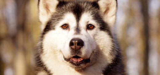 The Ethics of Breeding vs. Adopting: What Every Dog Lover Should Know