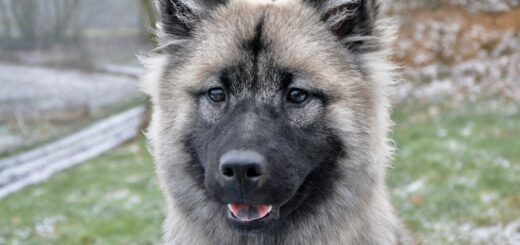 Myths About Dogs You Should Stop Believing