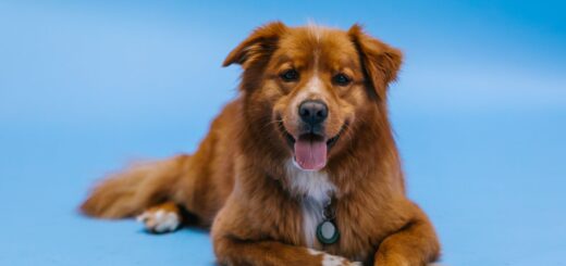 Celebrating Your Dog’s Birthday: Fun Ideas to Make It Paw-some