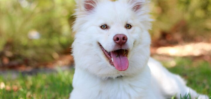 Why Dogs Chase Their Tails (and When It’s a Problem)