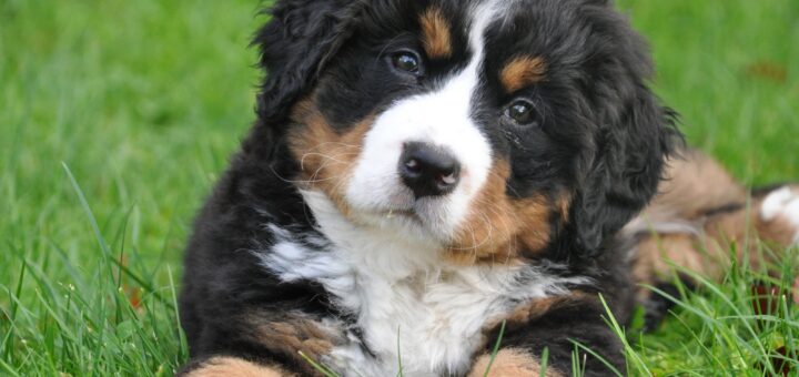 The Aging Dog: Caring for Your Senior Canine