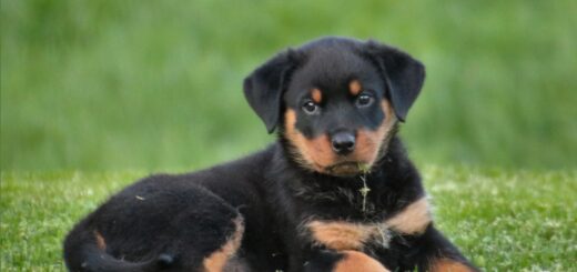 Can Dogs Understand Human Emotions?