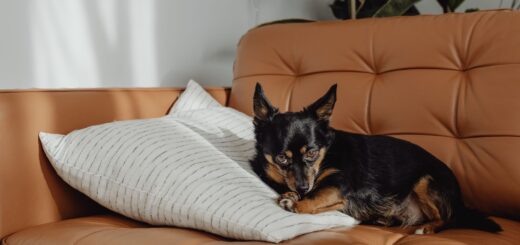 How to Create a Dog-Friendly Home
