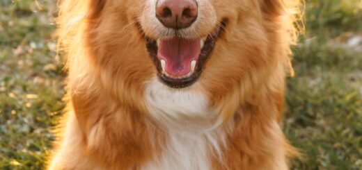 What Your Dog’s Bark Might Be Telling You
