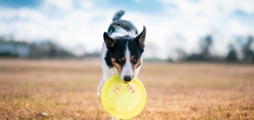 The World’s Smartest Dog Breeds
