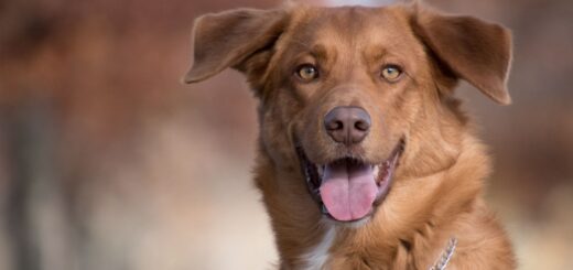 Why Every Dog Needs Mental Stimulation
