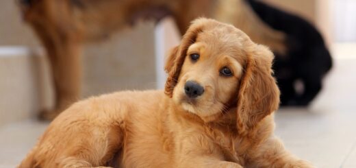 Dog Grooming Basics Every Owner Should Know