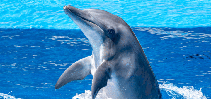 Dolphin