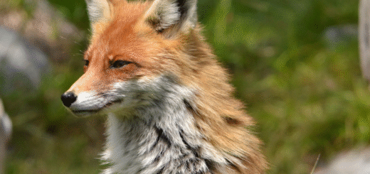Fox