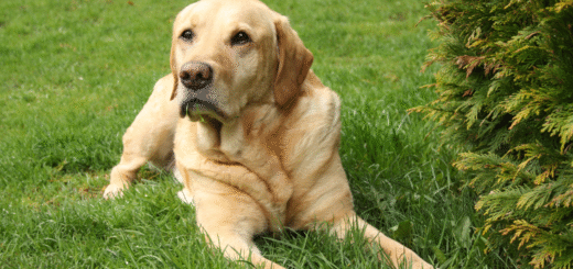 Labrador Retriever