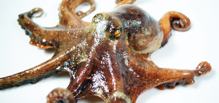 Octopus