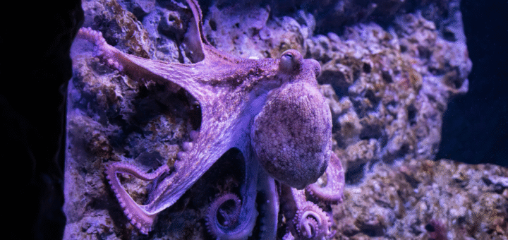 Octopuses