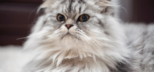Persian Cat