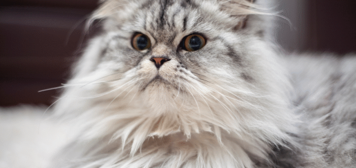 Persian Cat
