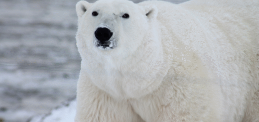 Polar Bear