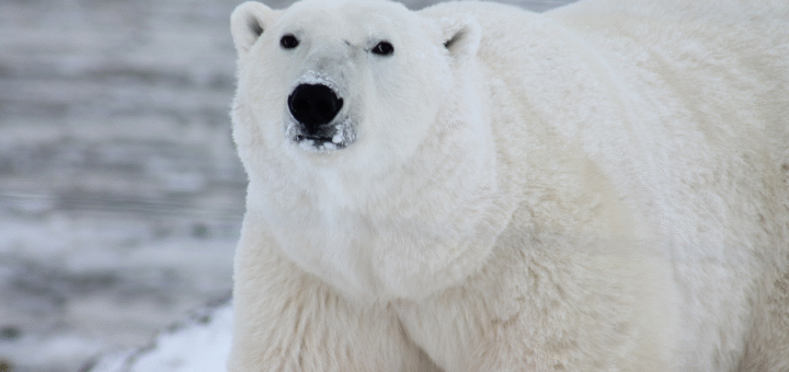 Polar Bear