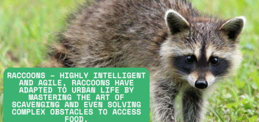 Raccons