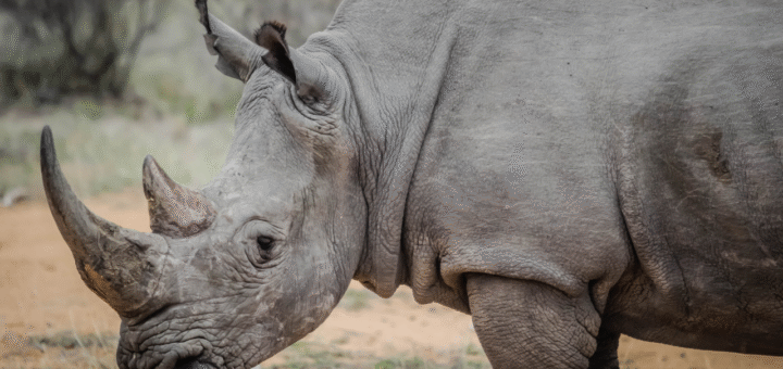 Rhinoceros