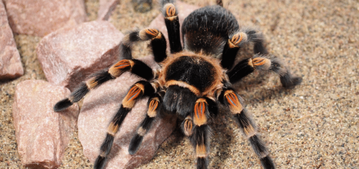 Spider