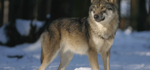 Wolves