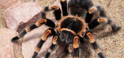 Spiders