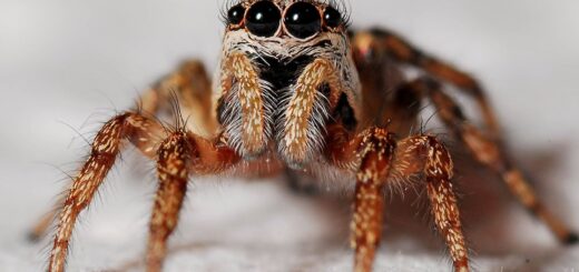 Spiders