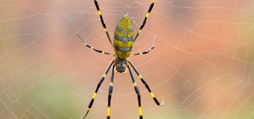 Spider