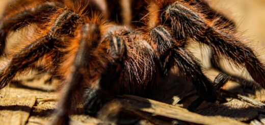 Spider