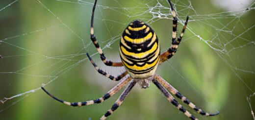 Spiders