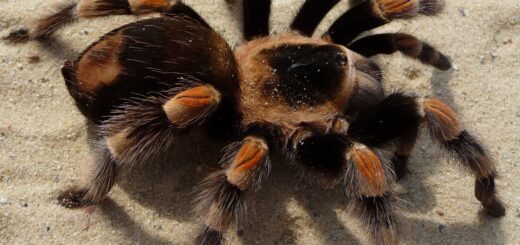 Spider