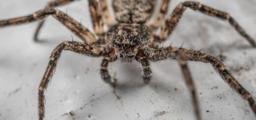 Spider